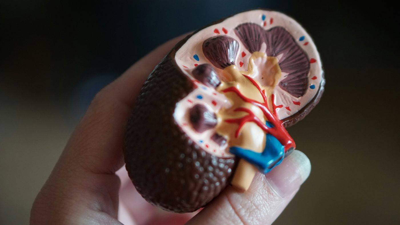 Böbreğin iç yapısını gösteren anatomik eğitim modeli