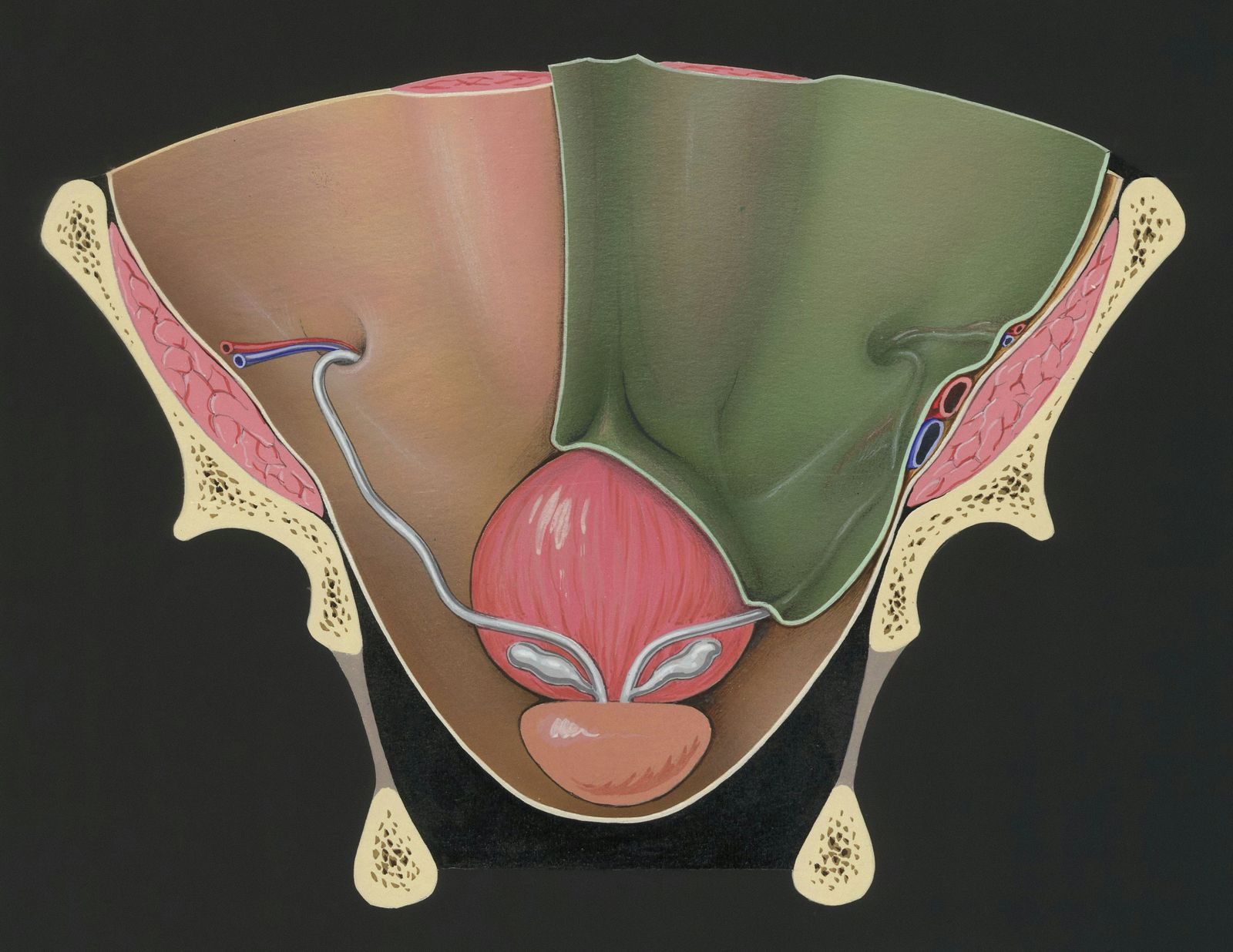 Erkek pelvis ve mesane anatomisini gösteren klasik tıbbi illüstrasyon